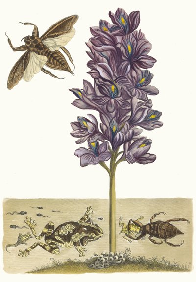 Eichhornia crassipes. Fra boken Metamorphosis insectorum Surinamensium, 1705. av Maria Sibylla Merian