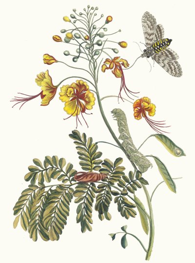 Påfuglblomst Fra boken Metamorphosis of Surinamese insekter, 1705. av Maria Sibylla Merian
