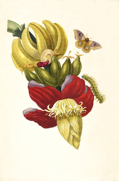 Fra boken Metamorphosis insectorum Surinamensium, 1705. av Maria Sibylla Merian
