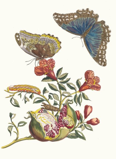 Grenadier. Fra boken Metamorphosis insectorum Surinamensium, 1705. av Maria Sibylla Merian