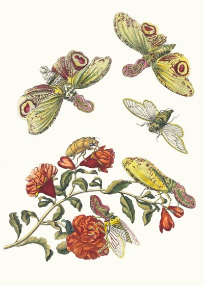 Grenadier. Fra boken Metamorphosis insectorum Surinamensium, 1705. av Maria Sibylla Merian