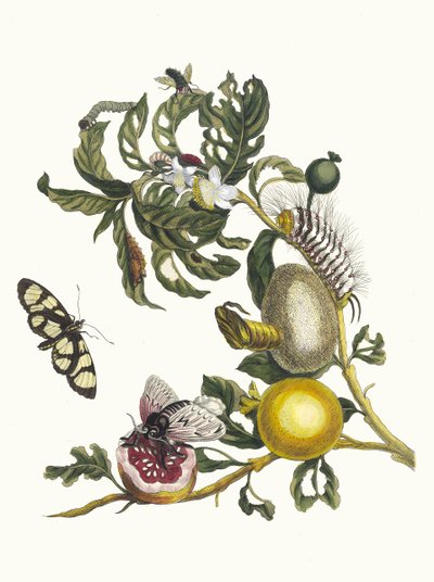 Guajaves. Fra boken Metamorphosis insectorum Surinamensium, 1705. av Maria Sibylla Merian