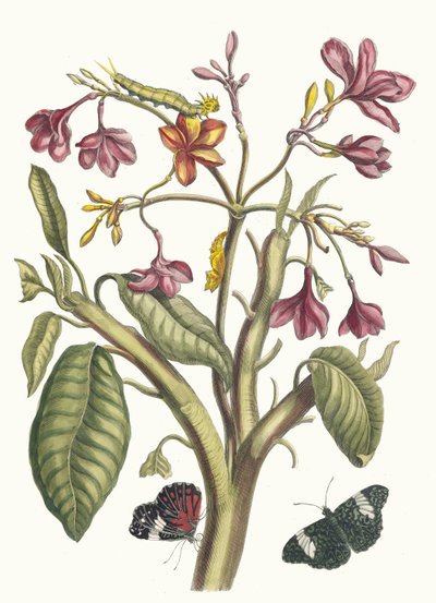 Jasmin des Indes. Fra boken Metamorphosis insectorum Surinamensium, 1705. av Maria Sibylla Merian