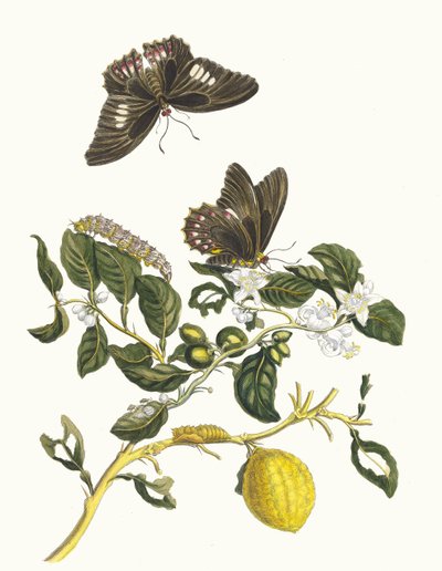 Limonier. Fra boken Metamorphosis insectorum Surinamensium, 1705. av Maria Sibylla Merian