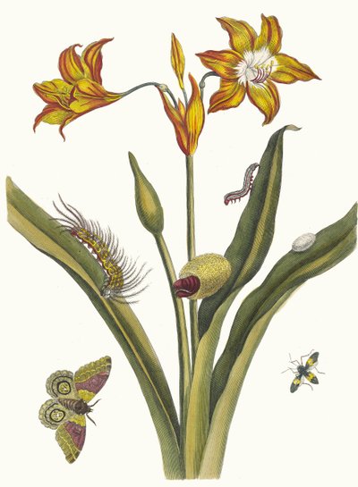 Lis Rouge. Fra boken Metamorphosis insectorum Surinamensium, 1705. av Maria Sibylla Merian