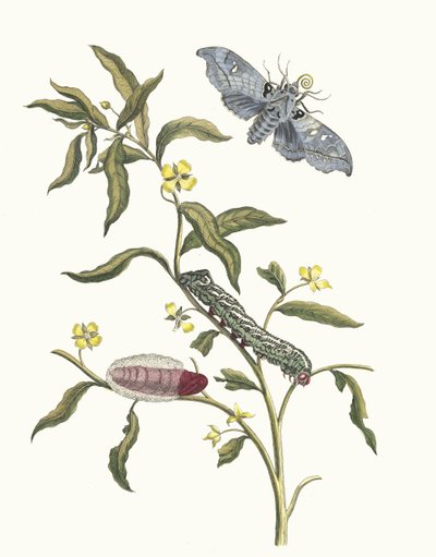 Ludwigia octovalvis. Fra boken Metamorphosis insectorum Surinamensium, 1705. av Maria Sibylla Merian