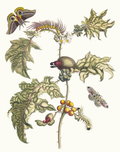 Maccai. Fra boken Metamorphosis insectorum Surinamensium, 1705. av Maria Sibylla Merian