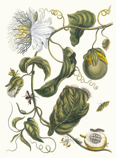 Marquiaas. Fra boken Metamorphosis insectorum Surinamensium, 1705. av Maria Sibylla Merian