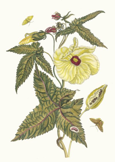 Muscus-Bloem. Fra boken Metamorphosis insectorum Surinamensium, 1705. av Maria Sibylla Merian