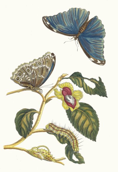 Neflier. Fra boken Metamorphosis insectorum Surinamensium, 1705. av Maria Sibylla Merian