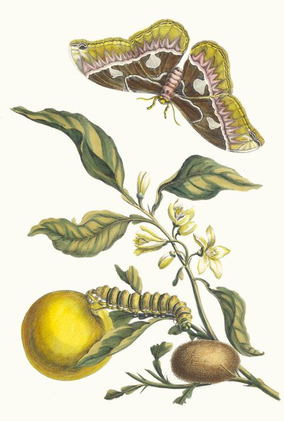 Oranger. Fra boken Metamorphosis insectorum Surinamensium, 1705. av Maria Sibylla Merian