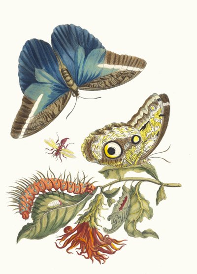 Pachystachys coccinea. Fra boken Metamorphosis insectorum Surinamensium, 1705. av Maria Sibylla Merian