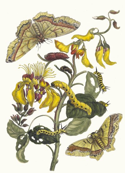 Pallisaden-boom. Fra boken Metamorphosis insectorum Surinamensium, 1705. av Maria Sibylla Merian