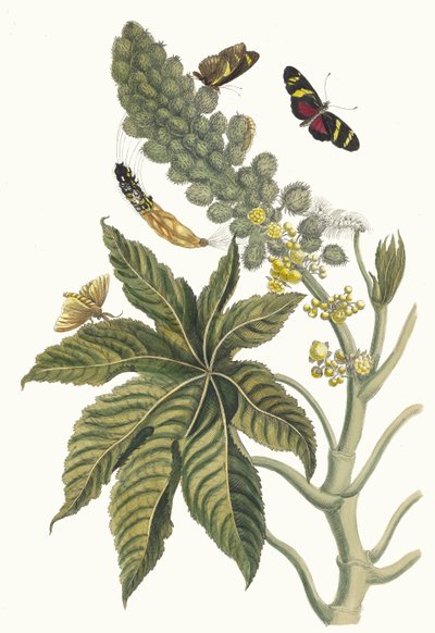 Palma Christi. Fra boken Metamorphosis insectorum Surinamensium, 1705. av Maria Sibylla Merian