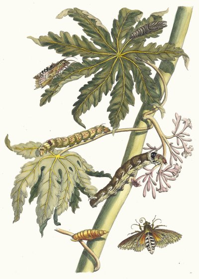 Papay. Fra boken Metamorphosis insectorum Surinamensium, 1705. av Maria Sibylla Merian