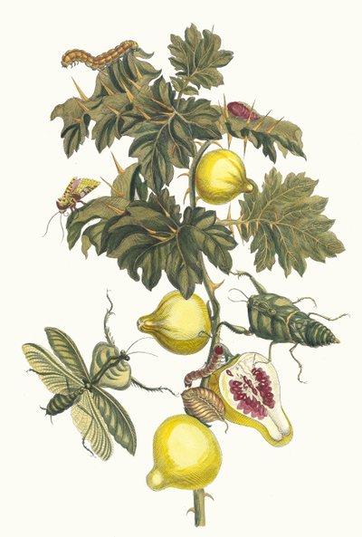 Pomme de Sodome. Fra boken Metamorphosis insectorum Surinamensium, 1705. av Maria Sibylla Merian