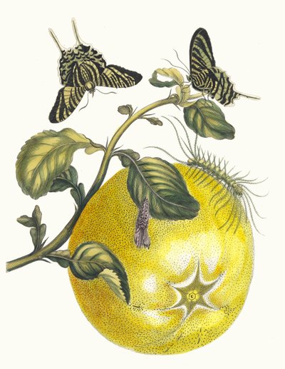 Pompelmous. Fra boken Metamorphosis insectorum Surinamensium, 1705. av Maria Sibylla Merian