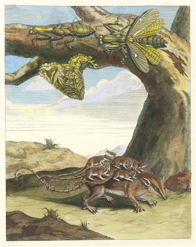 Rotte av skogen. Fra boken Metamorphosis insectorum Surinamensium, 1705. av Maria Sibylla Merian
