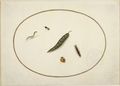 Larver og insekter, i en horisontal oval, innrammet av en gyllen linje, fint utført som en miniatyr av Maria Sibylla Merian