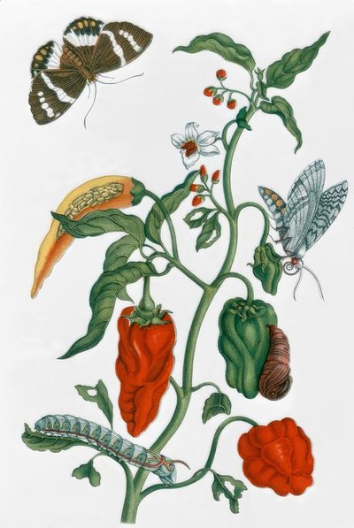 Spansk pepper / M.S. Merian av Maria Sibylla Merian