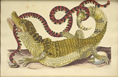 Brille Caiman Caiman crocodilus and a False Coral Snake, 1705. av Maria Sibylla Merian