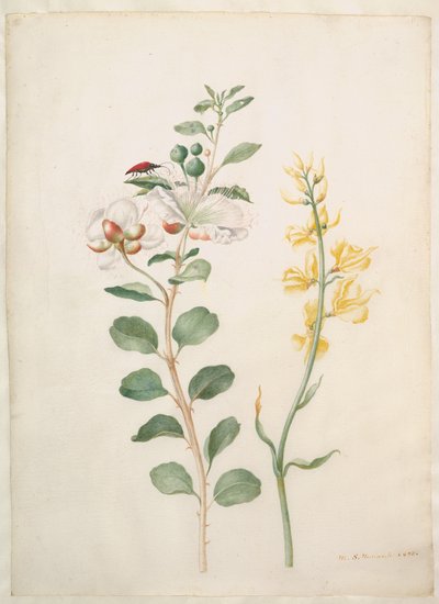  av Maria Sibylla Merian
