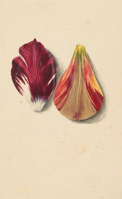 To tulipanblader. av Maria Sibylla Merian