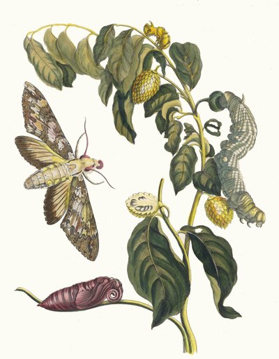 Zursak. Fra boken Metamorphosis insectorum Surinamensium, 1705. av Maria Sibylla Merian