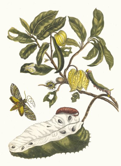 Zuursak. Fra boken Metamorphosis insectorum Surinamensium, 1705. av Maria Sibylla Merian