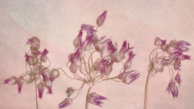 Delikate tørkede blomster av Marie-anne Stas