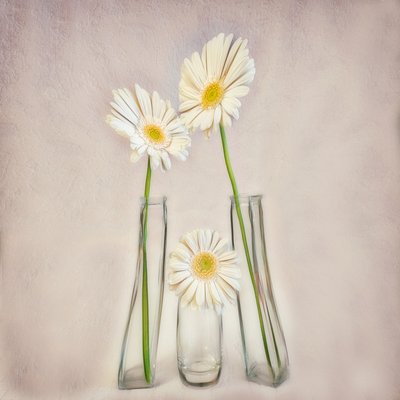 Elegante hvite gerberaer av Marie-anne Stas
