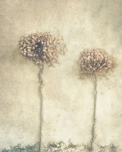 Rustikke tørkede blomster av Marie-anne Stas