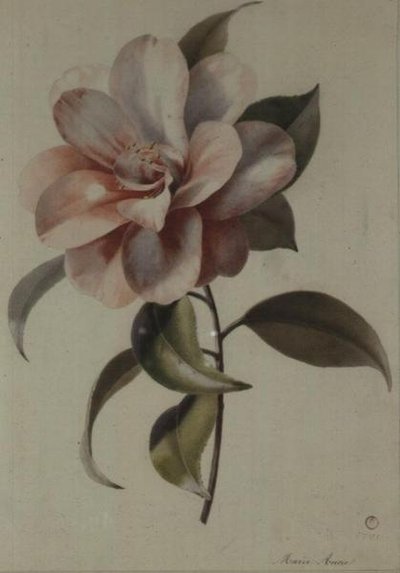 Camellia av Marie Anne