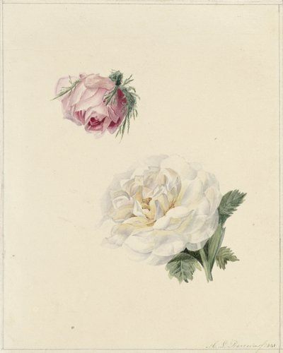Studier av en rosa og en hvit rose av Marie Louise Praetorius