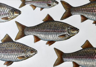 Illustrasjon av en svømmende fisk av Marina Kozyr