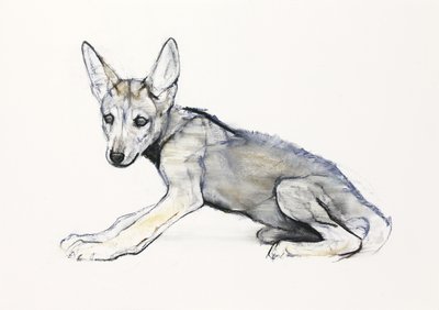 Adolescent Arabian Wolf Pup, 2009 (conte und charcoal på papir) av Mark Adlington