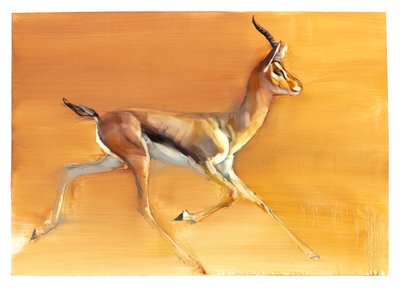 Arabian Gazelle, 2010 (olje på papir) av Mark Adlington