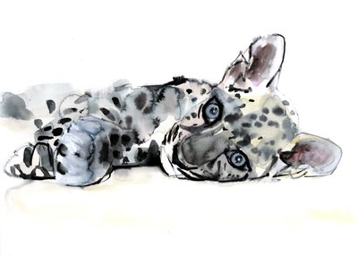 Arabisk leopardunge, 2008 av Mark Adlington