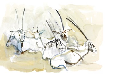 Arabian Oryx, 2010 (olje på papir) av Mark Adlington