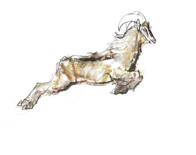 Arabian Tahr, 2009 (conte og kull på papir) av Mark Adlington