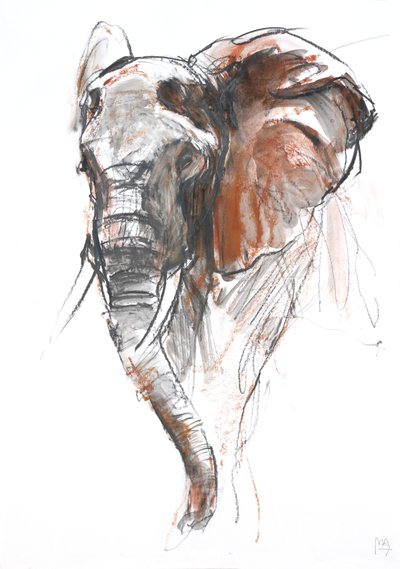 Vakker kvinnelig elefant, Loisaba, 2018 av Mark Adlington