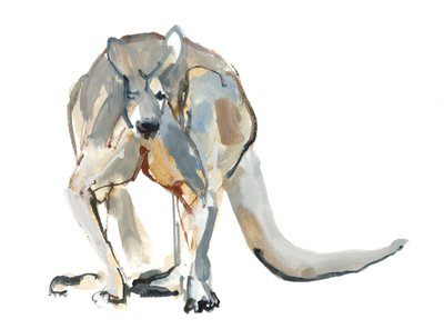 Boxer (Red Kangaroo), 2012, (akvarell og pigment på papir) av Mark Adlington