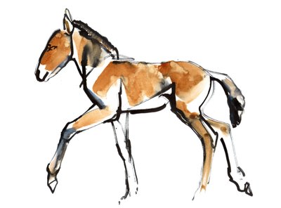 Colt (Przewalski), 2013 (sennelier blekk, akvarell og gouache) av Mark Adlington