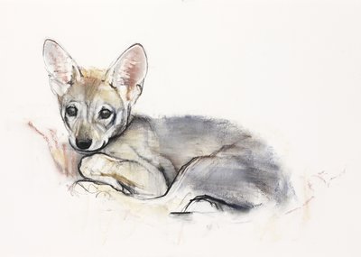 Curled Arabian Wolf Pup, 2009 (conte und charcoal på papir) av Mark Adlington