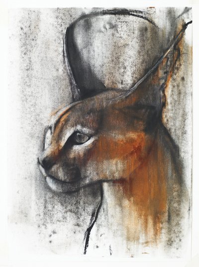 Egyptisk (Arabian Caracal), 2009 (conte und charcoal på papir) av Mark Adlington