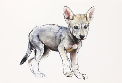 Hesitating Arabian Wolf Pup, 2009 (conte und charcoal på papir) av Mark Adlington