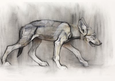 Lean Pup (Arabian Wolf), 2009 (conte und charcoal på papir) av Mark Adlington