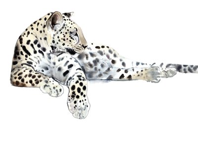 Long (arabisk leopard), 2015, (akvarell og gouache på papir) av Mark Adlington