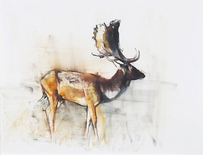 Magnificent Fallow Buck, 2006 (kull und conte på papir) av Mark Adlington
