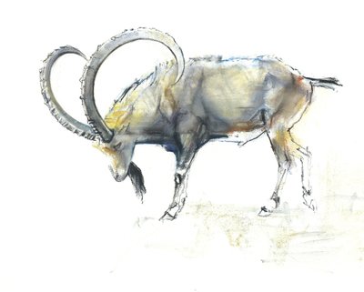 Nubian Ibex, 2008 (conte und charcoal på papir) av Mark Adlington